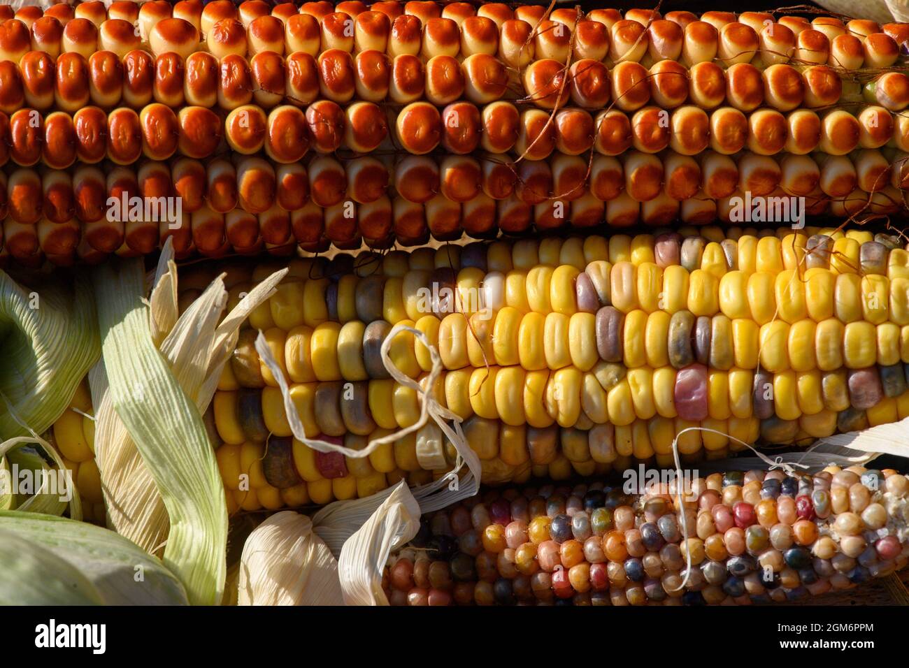 Hohendodeleben, Allemagne. 08 septembre 2021. Les épis de différentes variétés de maïs se trouvent dans un panier en bois sur la ferme de l'agriculteur Krainbring. Le jeune agriculteur de la région de Börde expérimente le maïs. Il explique son travail en ligne avec des photos, des vidéos et des textes courts. Et maintenant, il utilise également cette méthode pour trouver son chemin au consommateur, aux amateurs de maïs et de maïs soufflé. Credit: Klaus-Dietmar Gabbert/dpa-Zentralbild/dpa/Alay Live News Banque D'Images