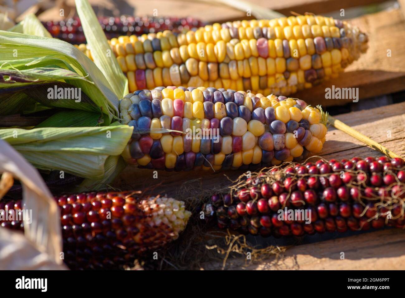 Hohendodeleben, Allemagne. 08 septembre 2021. Les épis de différentes variétés de maïs se trouvent dans un panier en bois sur la ferme de l'agriculteur Krainbring. Le jeune agriculteur de la région de Börde expérimente le maïs. Il explique son travail en ligne avec des photos, des vidéos et des textes courts. Et maintenant, il utilise également cette méthode pour trouver son chemin au consommateur, aux amateurs de maïs et de maïs soufflé. Credit: Klaus-Dietmar Gabbert/dpa-Zentralbild/dpa/Alay Live News Banque D'Images