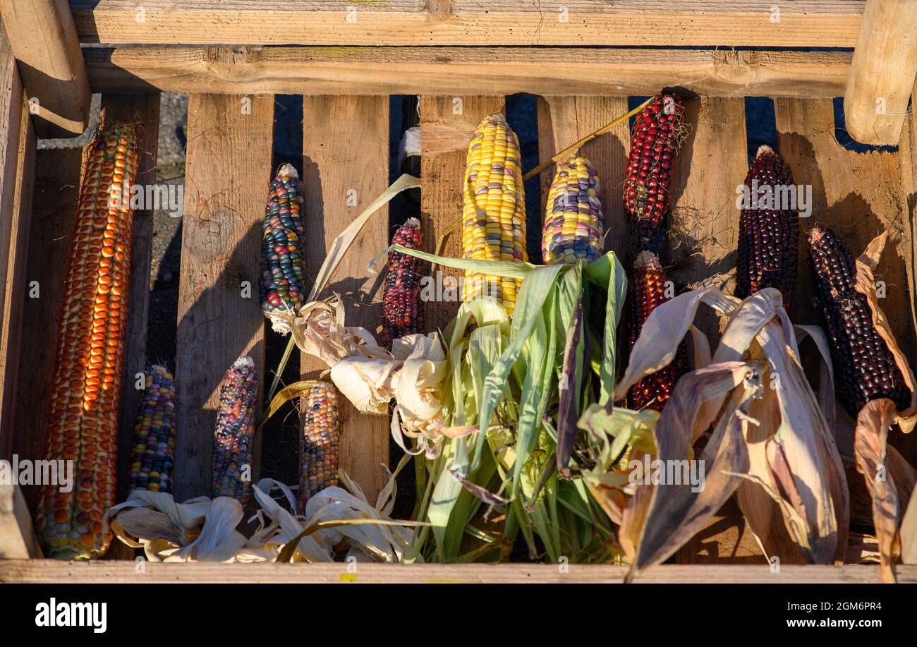 Hohendodeleben, Allemagne. 08 septembre 2021. Les épis de différentes variétés de maïs se trouvent dans un panier en bois sur la ferme de l'agriculteur Krainbring. Le jeune agriculteur de la région de Börde expérimente le maïs. Il explique son travail en ligne avec des photos, des vidéos et des textes courts. Et maintenant, il utilise également cette méthode pour trouver son chemin au consommateur, aux amateurs de maïs et de maïs soufflé. Credit: Klaus-Dietmar Gabbert/dpa-Zentralbild/dpa/Alay Live News Banque D'Images