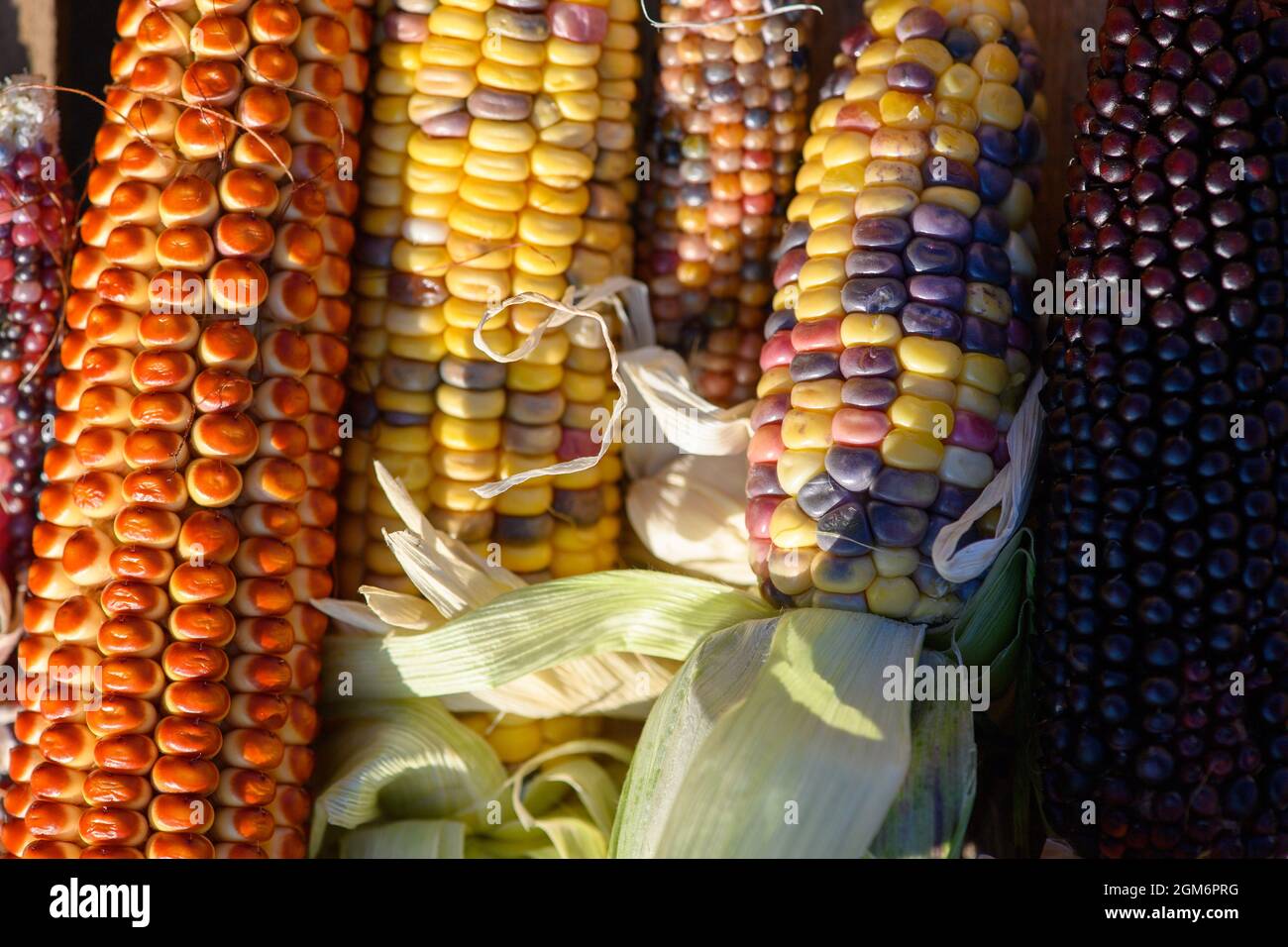 Hohendodeleben, Allemagne. 08 septembre 2021. Les épis de différentes variétés de maïs se trouvent dans un panier en bois sur la ferme de l'agriculteur Krainbring. Le jeune agriculteur de la région de Börde expérimente le maïs. Il explique son travail en ligne avec des photos, des vidéos et des textes courts. Et maintenant, il utilise également cette méthode pour trouver son chemin au consommateur, aux amateurs de maïs et de maïs soufflé. Credit: Klaus-Dietmar Gabbert/dpa-Zentralbild/dpa/Alay Live News Banque D'Images