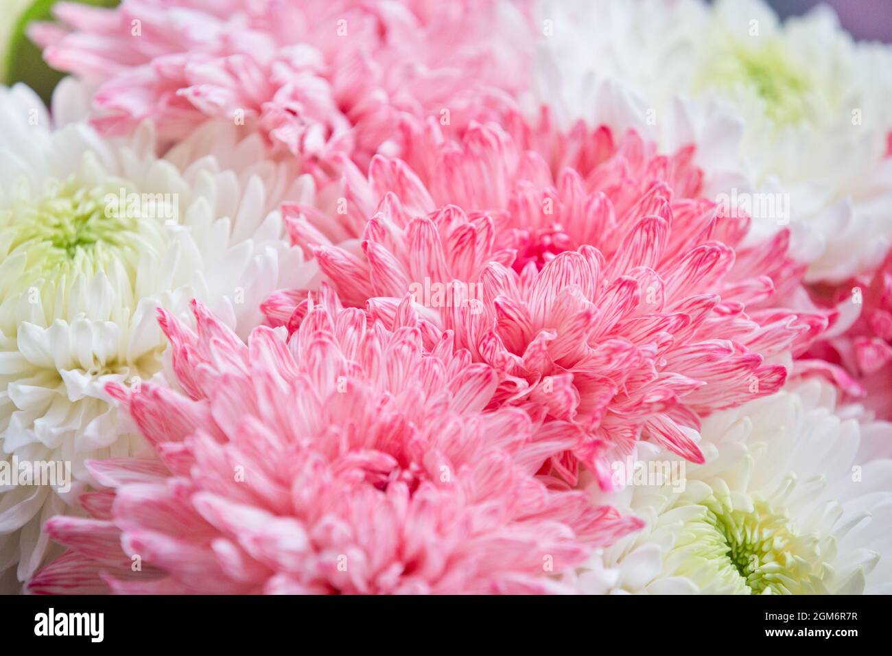 bouquet de pivoines. Pivoines roses et blanches. Pétales de fleurs en gros plan. Fond floral. Un bouquet de fleurs de jardin. Banque D'Images