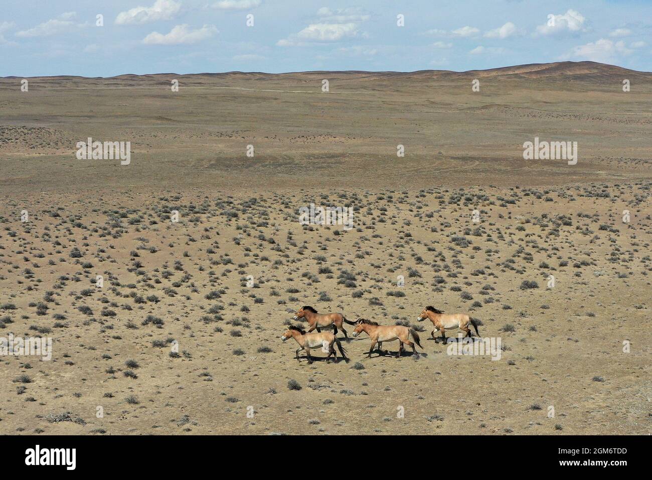 Ourumqi. 3 juin 2020. La photo aérienne prise le 3 juin 2020 montre les chevaux de Przewalski dans une zone semi-sauvage de la réserve naturelle de Kalamaili, dans la région autonome du Xinjiang Uygur, dans le nord-ouest de la Chine. POUR ALLER AVEC 'China Focus: 20 ans plus tard, les efforts de conservation ramener plus de chevaux de Przewalski en danger dans le désert' Credit: Ding Lei/Xinhua/Alay Live News Banque D'Images