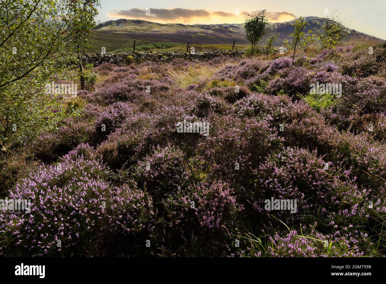 Lake District coucher de soleil sur la bruyère en pleine floraison en été, Walla Crag, près de Keswick, le parc national de Lake District, Cumbria Royaume-Uni Banque D'Images