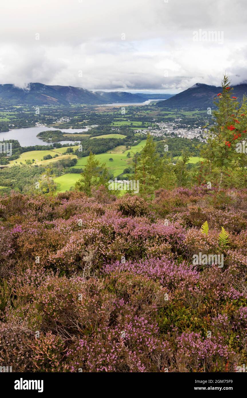 Le Lake District UK, paysage - Derwentwater et la ville de Keswick en été avec la bruyère en fleur, vu de Walla Crag, Cumbria UK Banque D'Images