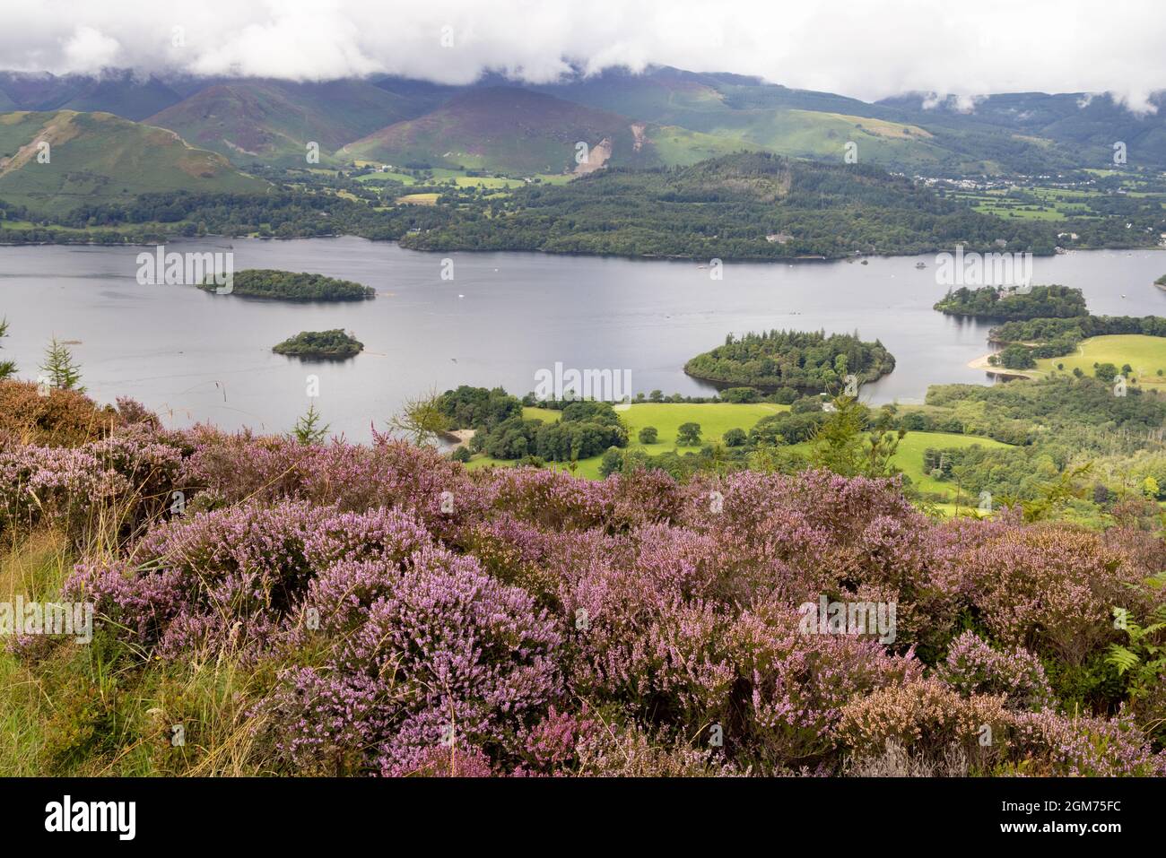 Paysage de Lake District - campagne d'Angleterre; lac Derwentwater en été avec bruyère en fleur, vu de Walla Crag, Cumbria Royaume-Uni Banque D'Images