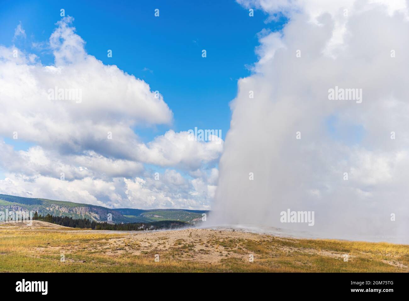 Éruption du geyser Old Faithful au parc national de Yellowstone Banque D'Images