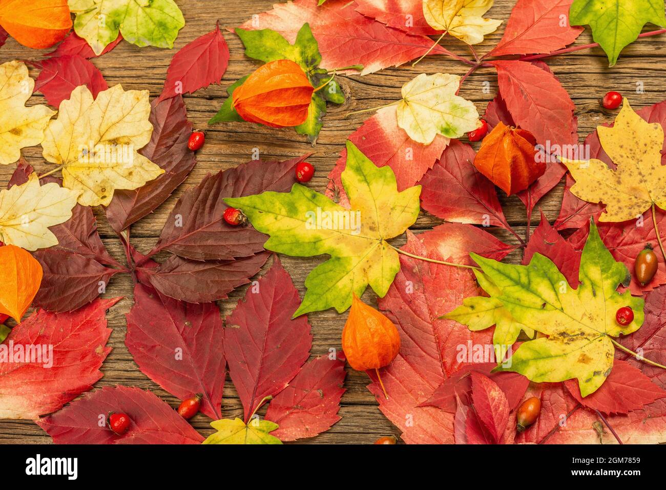 Feuilles d'automne colorées sur de vieilles planches en bois. Fond d'automne festif, carte pour Thanksgiving ou Halloween, bonne humeur saisonnière Banque D'Images