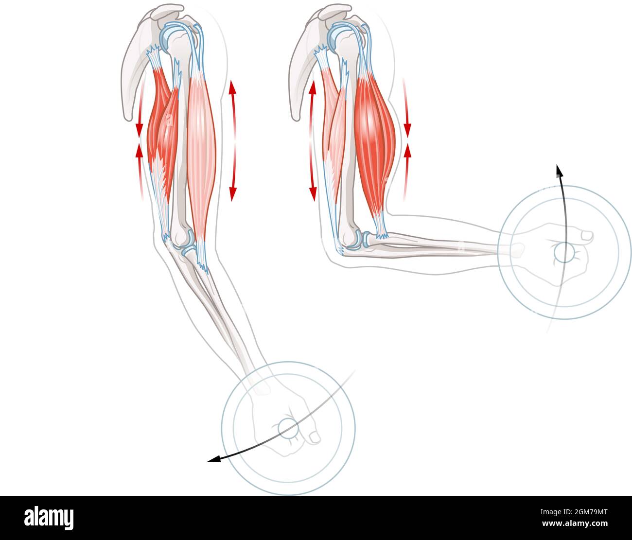 Biceps et triceps. Comment les muscles fonctionnent Banque D'Images