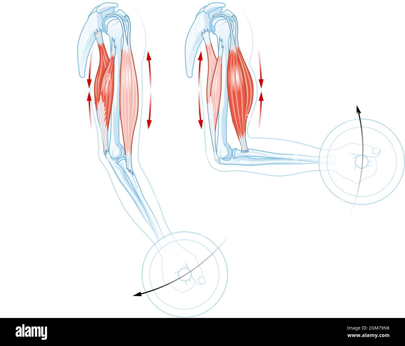 Biceps et triceps. Comment les muscles fonctionnent Banque D'Images