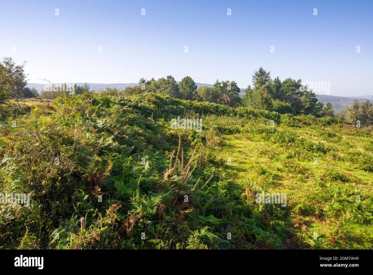 Les remparts de la colline de l'ancien âge de fer au Black ball Camp sur Gallox Hill dans Dunster Park, en bordure du parc national d'Exmoor près de Dunster, Somerset, Angleterre. Banque D'Images