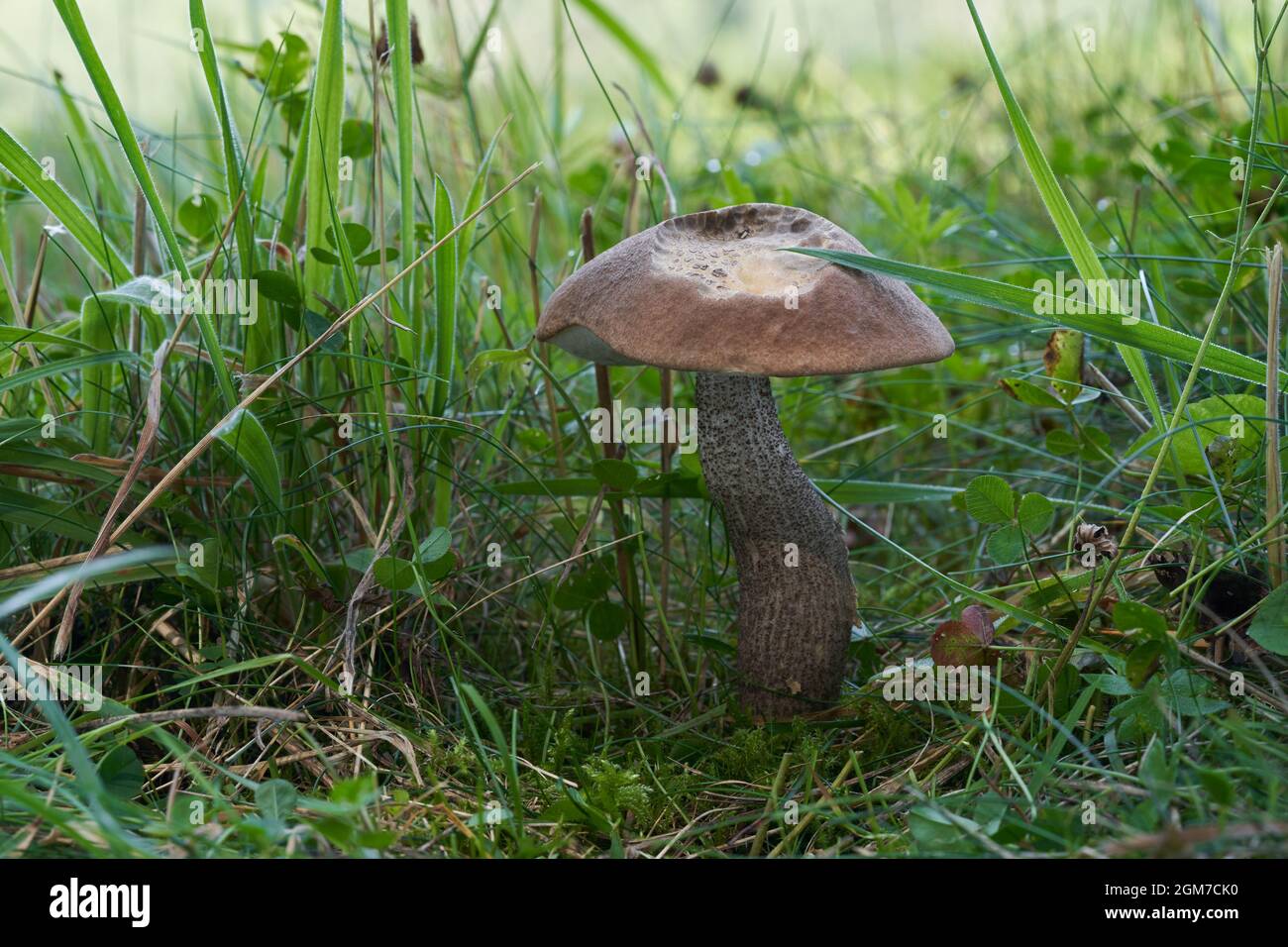 Champignon comestible Leccinum duriusculum sous peuplier faux-tremble. Connu sous le nom de Slate Bolete. Champignons boletes sauvages poussant dans la prairie dans l'herbe. Banque D'Images