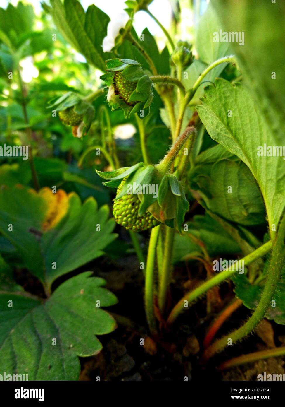 Fraises baies vertes non mûres avec des feuilles vertes au printemps en Sibérie jardin Russie Banque D'Images