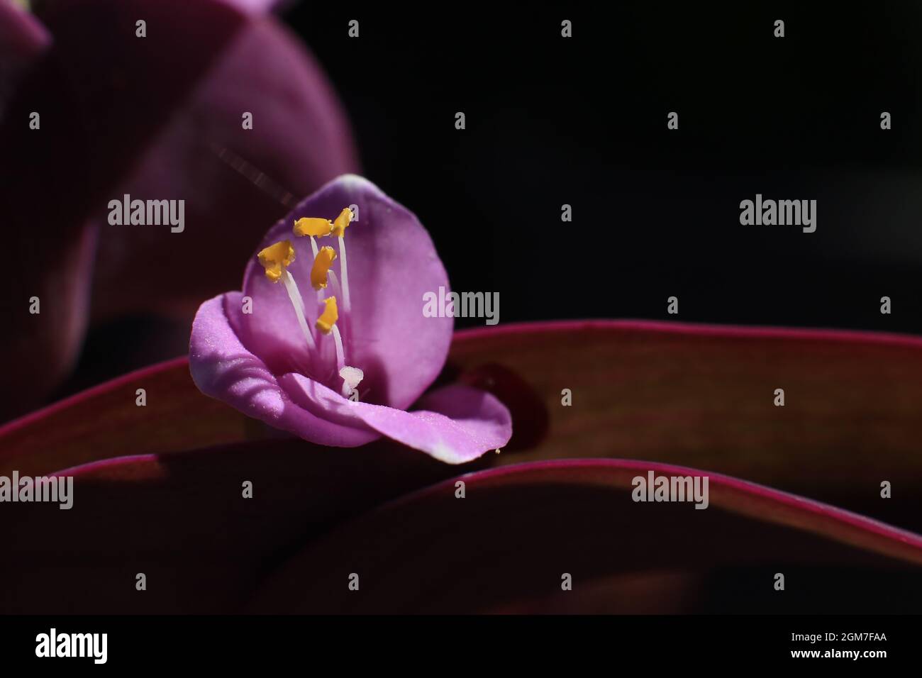 Image macro d'une fleur de plante de tradescandia aka Spiderwort, légèrement positionnée au centre gauche du cadre avec la lumière du soleil. Banque D'Images