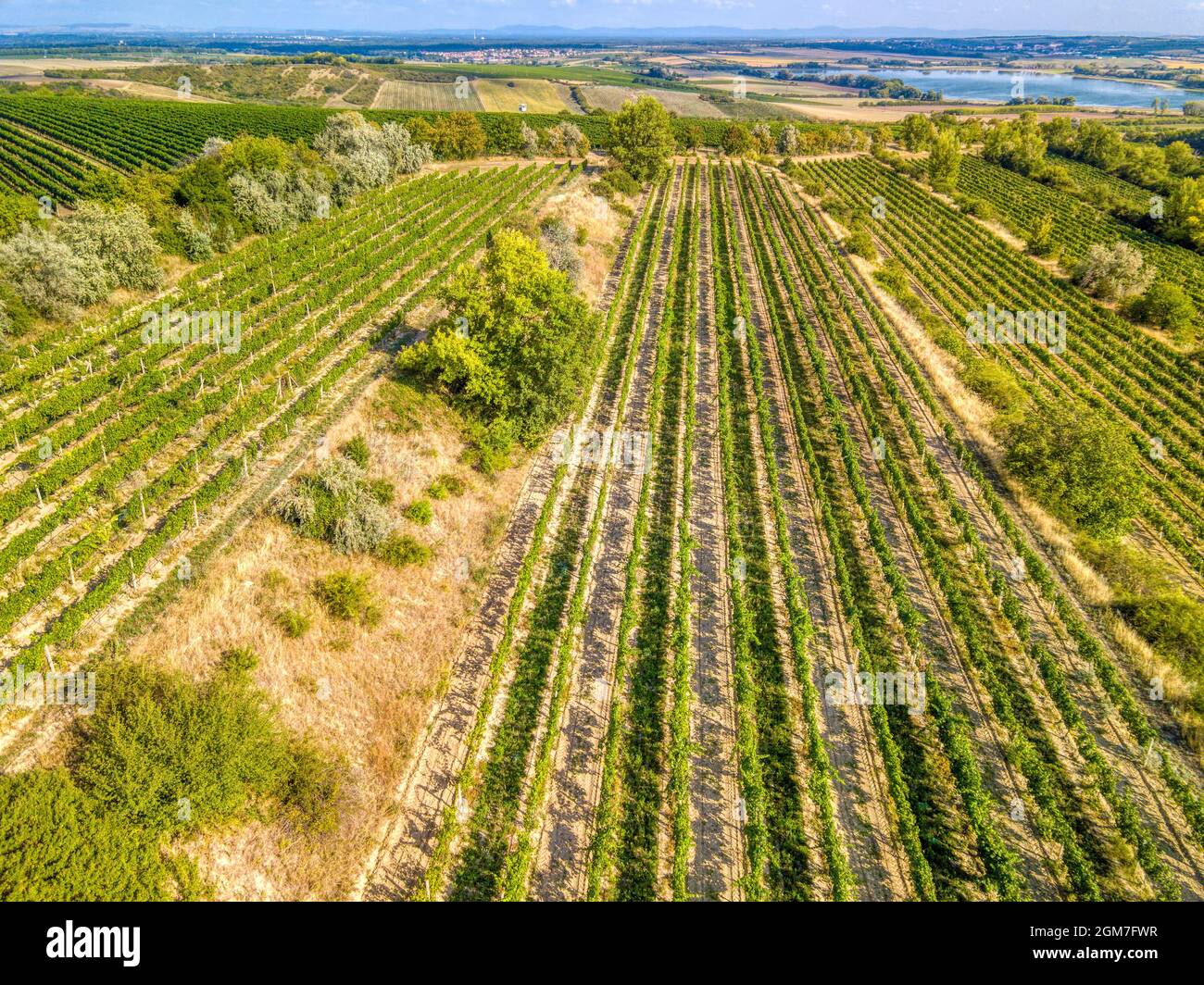 Vignobles de la région de Palava, Paysage de la Moravie du Sud, République Tchèque, vue d'en haut, pousse de drone Banque D'Images