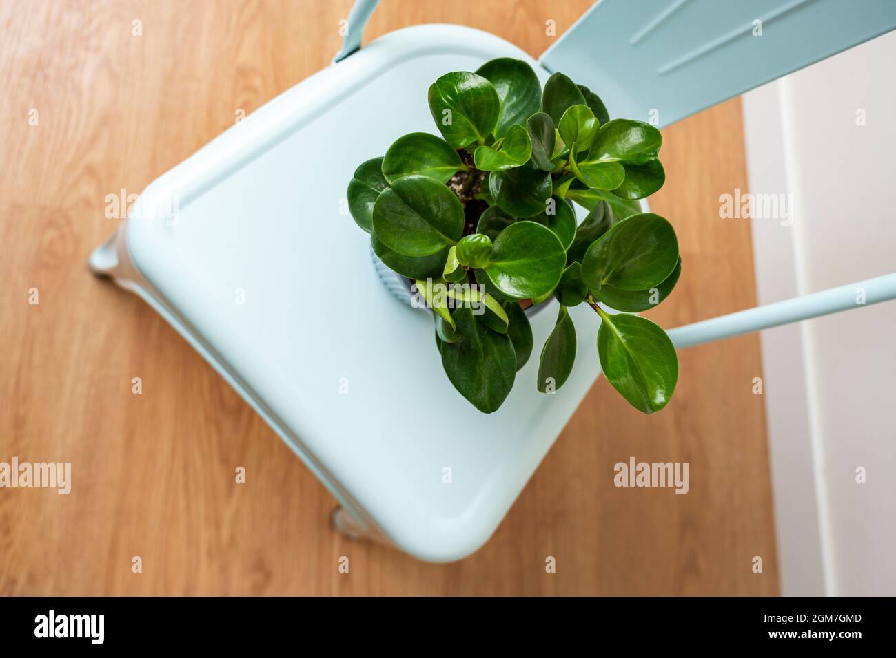 Chaise Peperomia obtusifolia vert sur bleu pastel Banque D'Images
