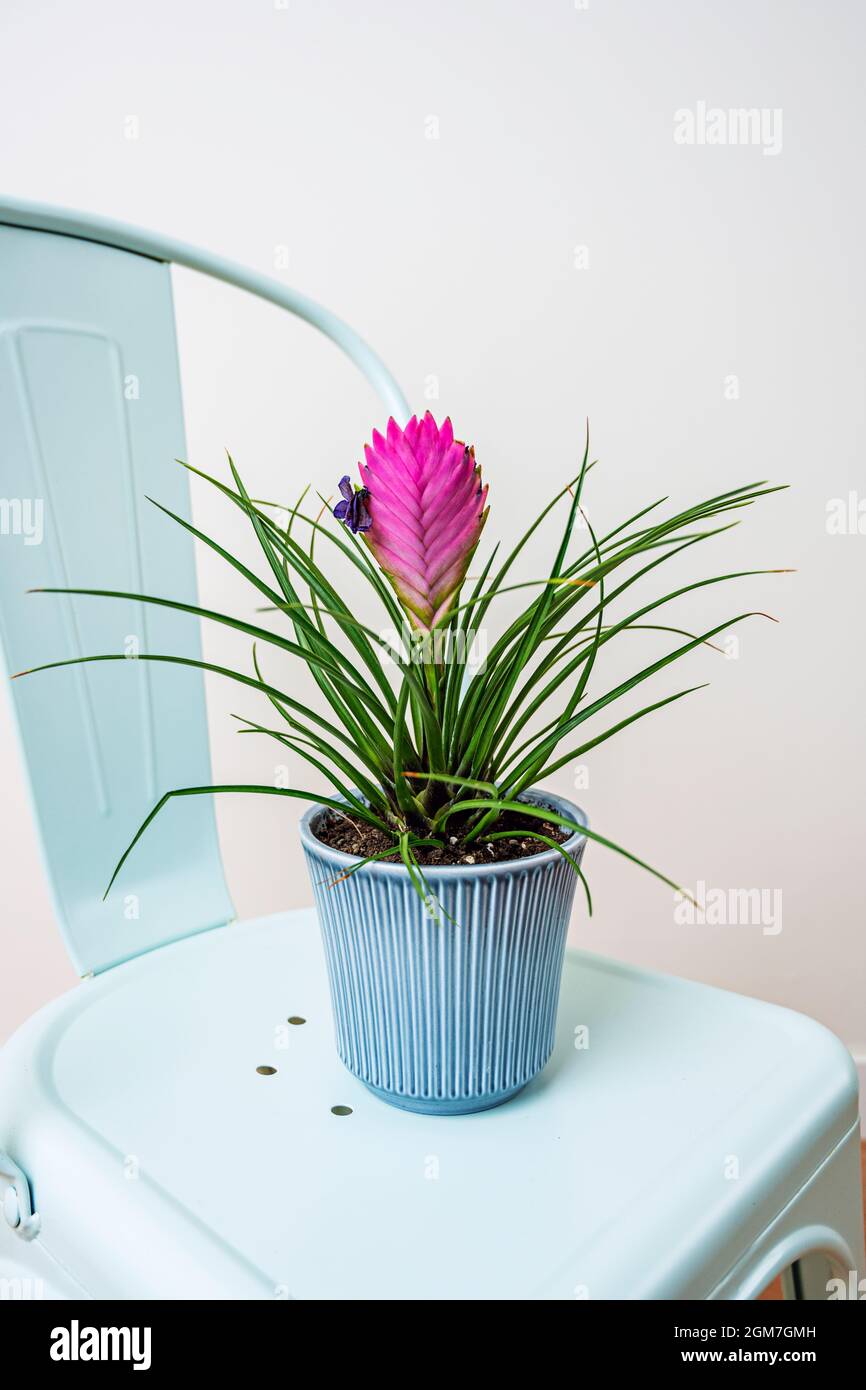 Tillandsia cyanoa en pot bleu sur une chaise de jardin bleue à l'intérieur d'un appartement aux murs blancs Banque D'Images