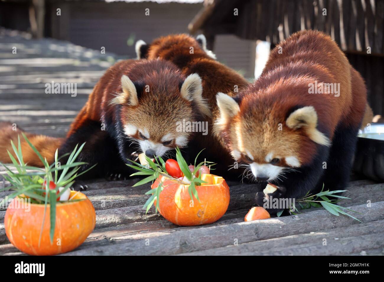 Nantong, Nantong, Chine. 17 septembre 2021. Le 17 septembre 2021, la ville de Nantong, dans la province de Jiangsu, le personnel du parc naturel de la forêt de Nantong a préparé avec soin un plateau de fruits rempli de pommes, Carottes et autres fruits pour les pandas rouges dans le parc pour accueillir l'arrivée de la « Journée internationale des panda rouges » afin de protéger les pandas rouges dans le monde entier, le troisième samedi de septembre est désigné comme « Journée internationale des panda rouges ». Le panda rouge est un animal national protégé de deuxième classe et une espèce en voie de disparition de l'Union mondiale pour la nature. Crédit : ZUMA Press, Inc./Alay Live News Banque D'Images