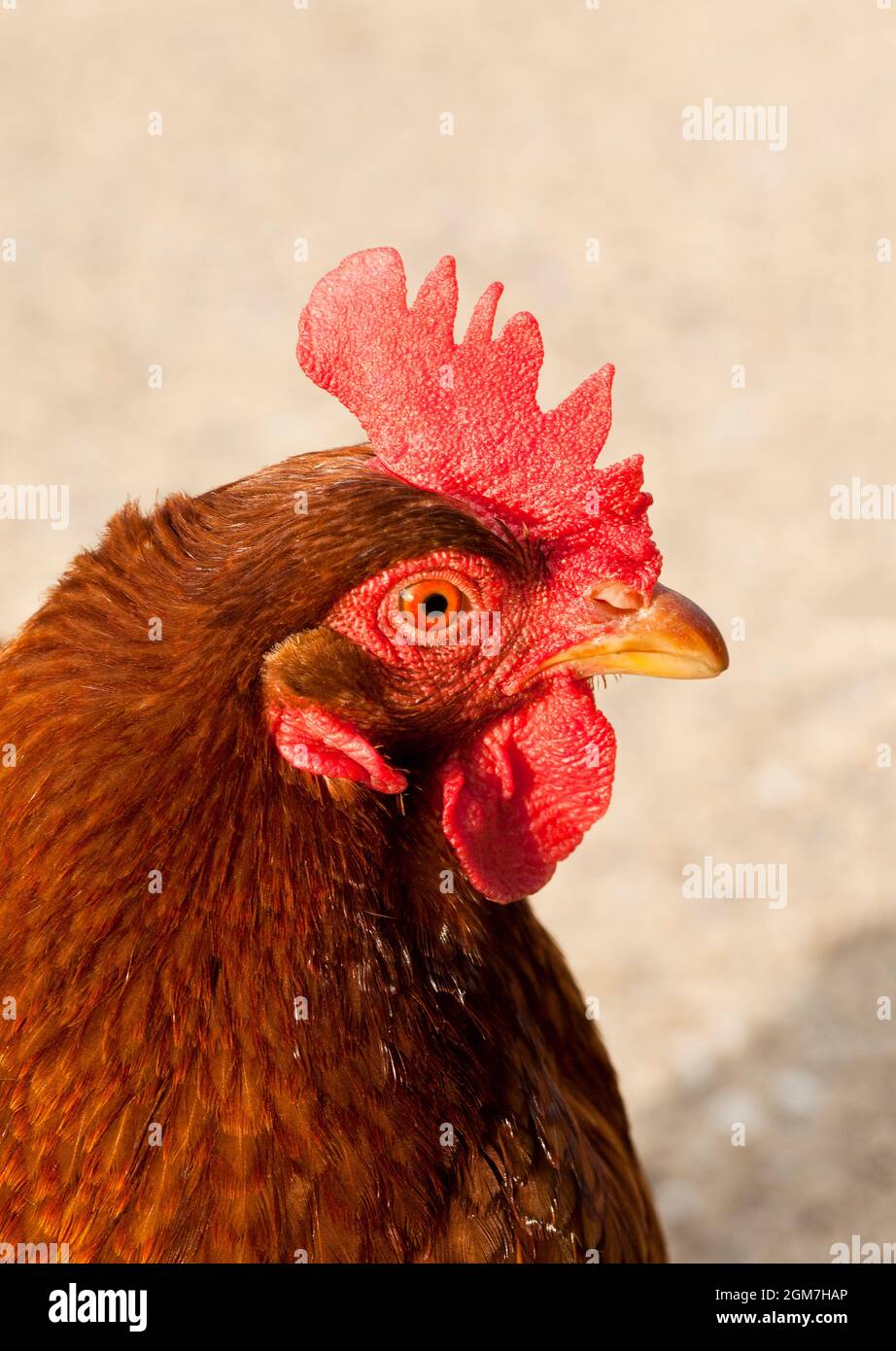 Portrait d'un poulet brun Banque D'Images