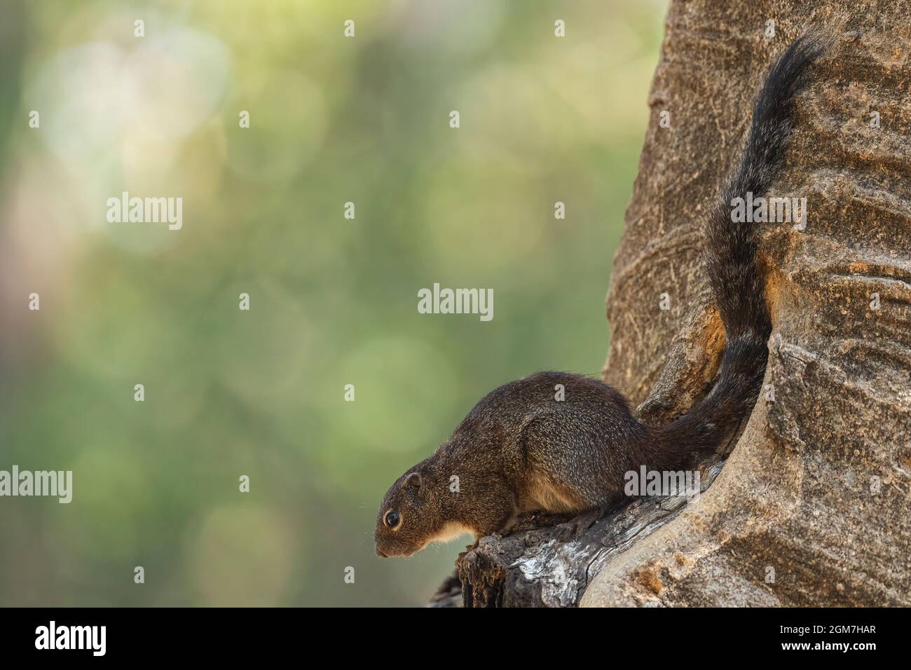 Squirrel du Soleil gambien - Heliosciurus gambianus, beau mammifère timide des forêts et des forêts africaines, Awassa, Ethiopie. Banque D'Images