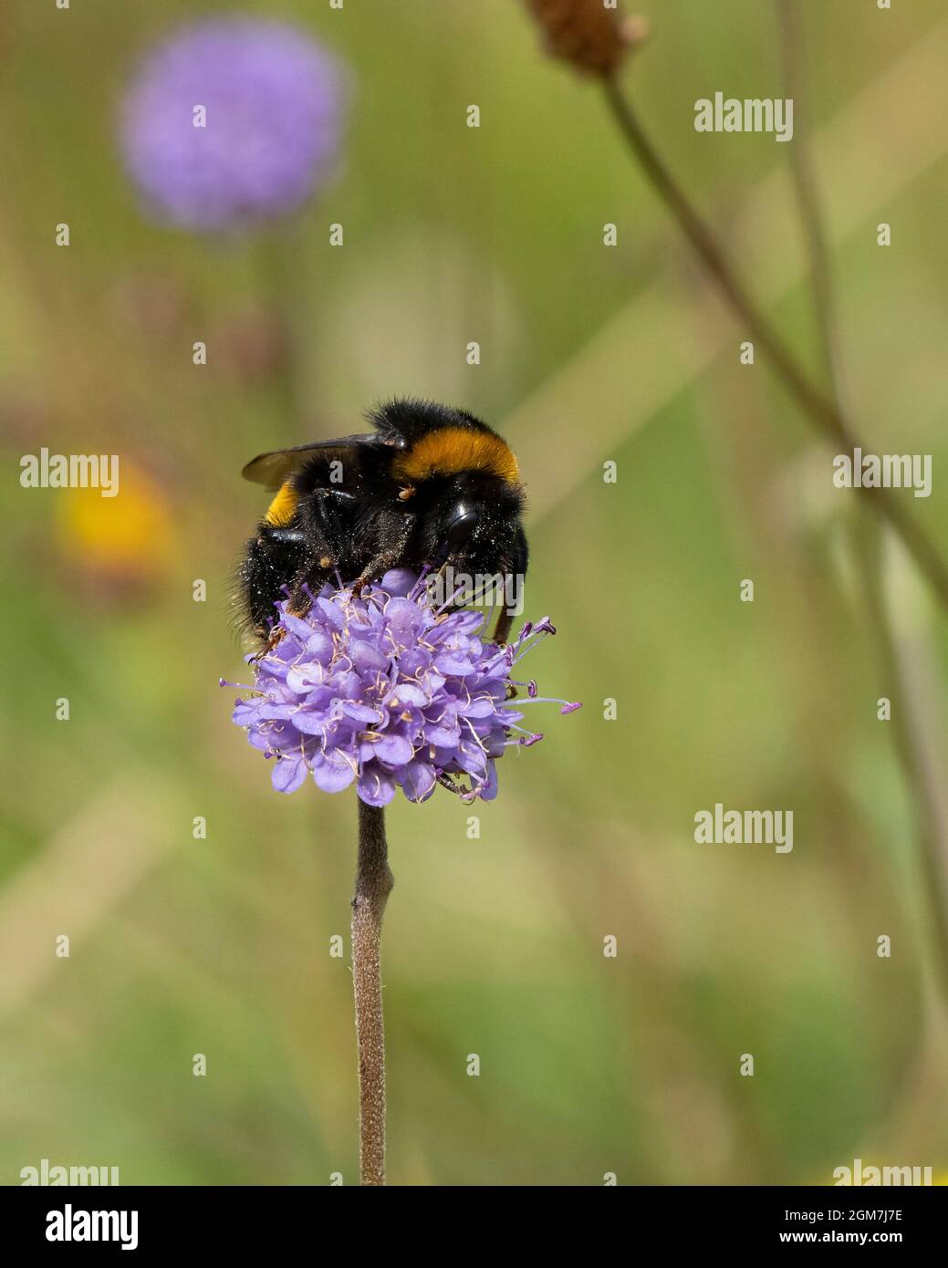 Bumblebee-Bombus terrestris pollinates sur le Diable-bit scabious-Succisa pratensis. Banque D'Images