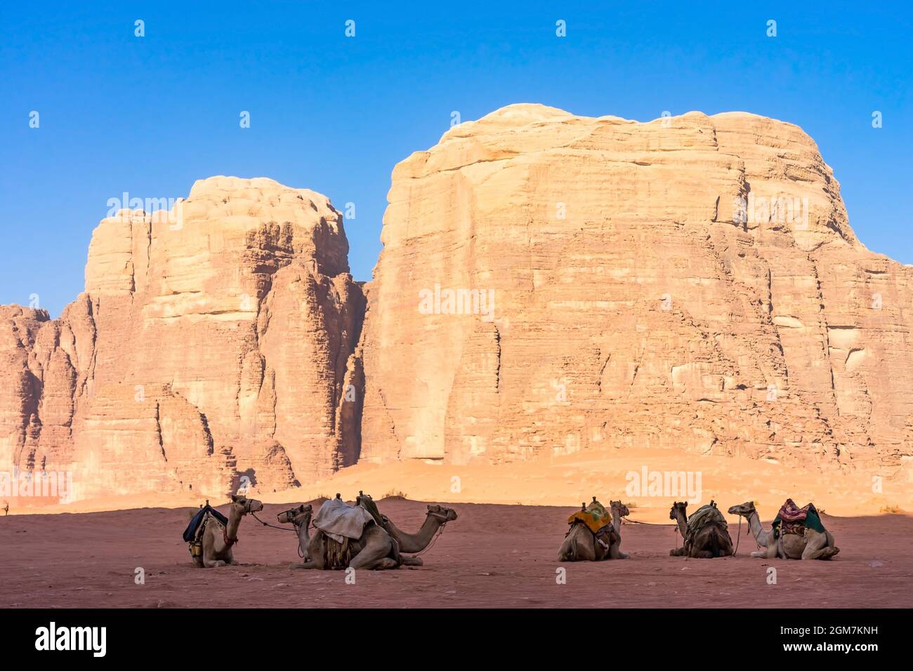 Paysage désertique avec chameau. Sable, montagnes et un désert sur un désert de Wadi Rum en Jordanie Banque D'Images