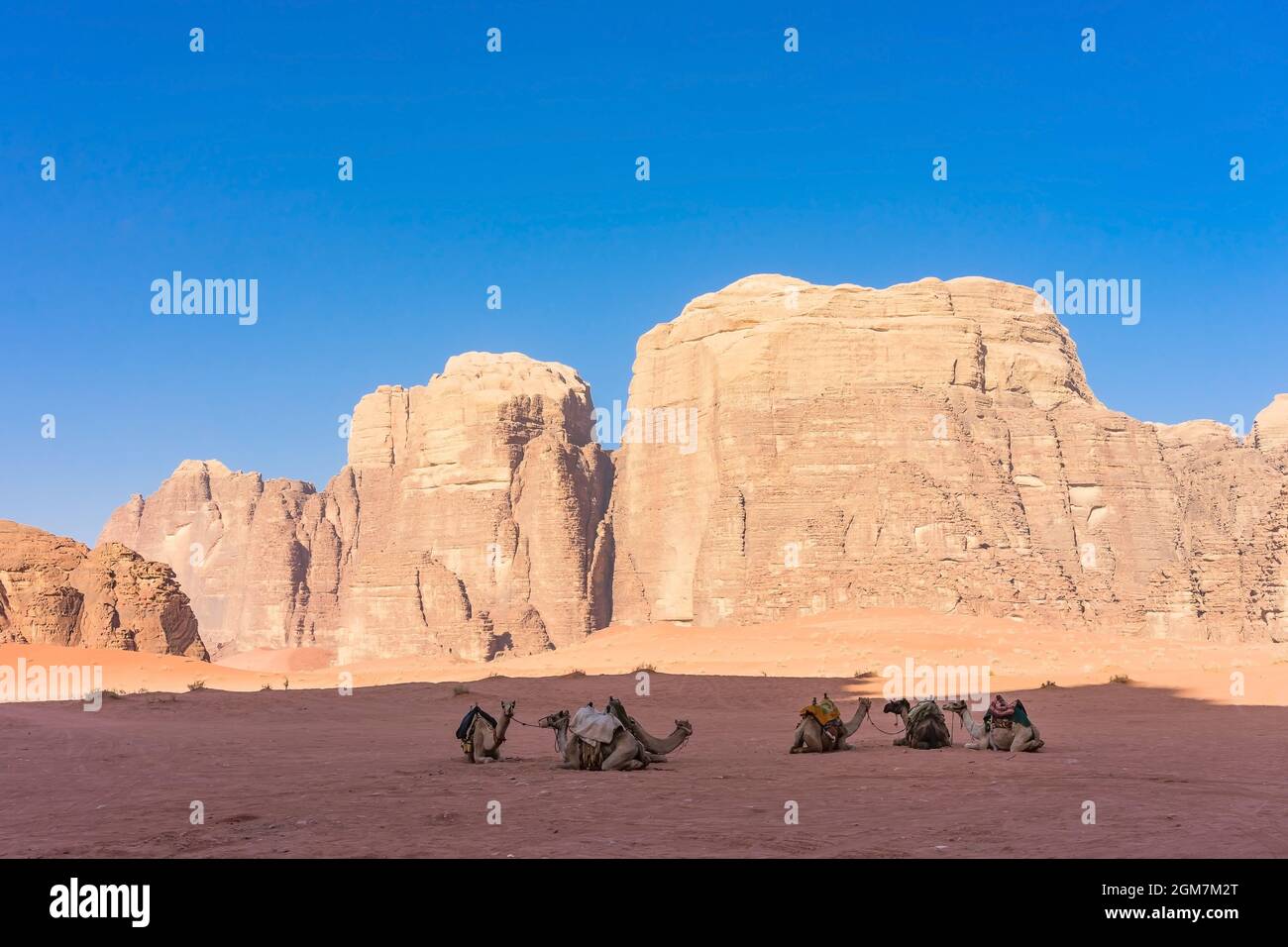 Paysage désertique avec chameau. Sable, montagnes et un désert sur un désert de Wadi Rum en Jordanie Banque D'Images