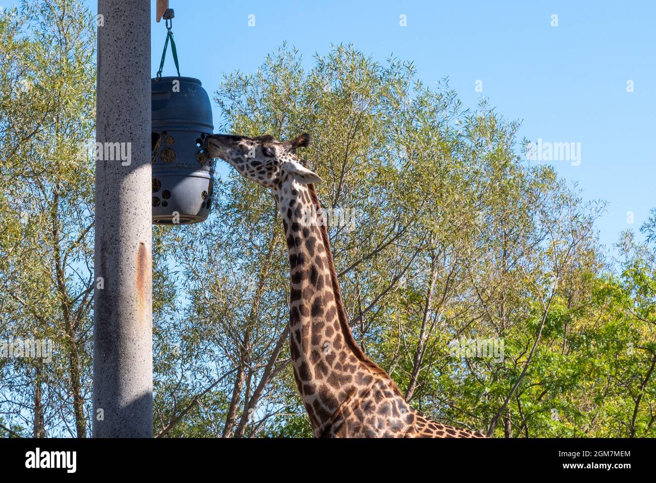 Une girafe mangeant au zoo de Toronto, dans la ville de Toronto, au Canada. Le célèbre endroit est une attraction touristique et un monument local Banque D'Images