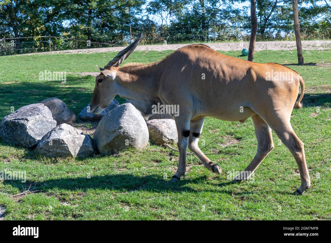 Common eland (Taurotragus oryx) au zoo de Toronto, dans la ville de Toronto, au Canada. Le célèbre endroit est une attraction touristique et un monument local Banque D'Images