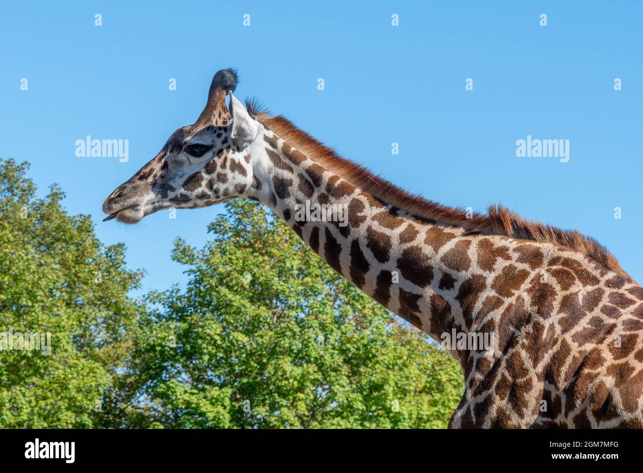 Photo moyenne d'une girafe au zoo de Toronto, dans la ville de Toronto, au Canada. Le célèbre endroit est une attraction touristique et un monument local Banque D'Images