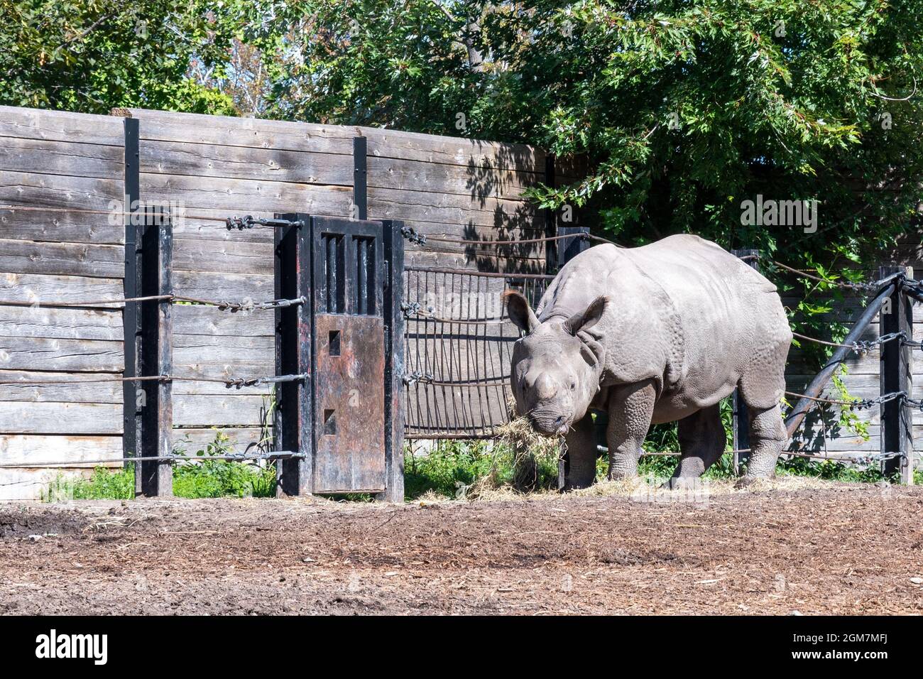 Un animal rhinocéros dans le zoo de Toronto, dans la ville de Toronto, au Canada. Le célèbre endroit est une attraction touristique et un monument local Banque D'Images