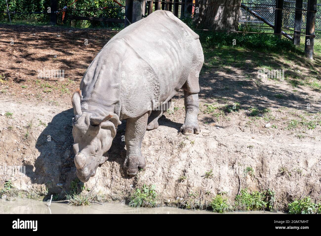 Un animal rhinocéros dans le zoo de Toronto, dans la ville de Toronto, au Canada. Le célèbre endroit est une attraction touristique et un monument local Banque D'Images