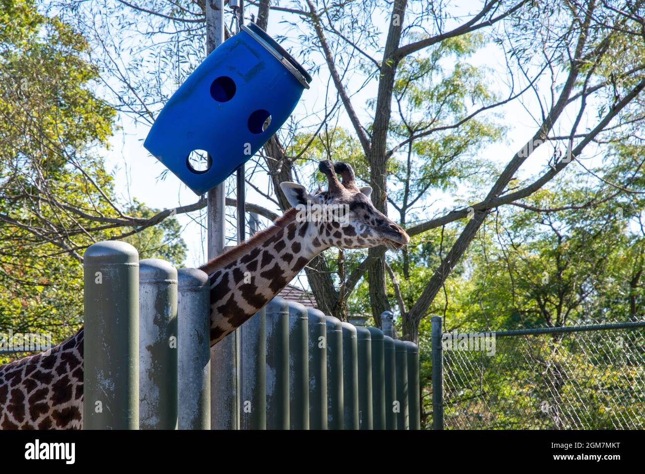 Une girafe dans la clôture du zoo de Toronto, dans la ville de Toronto, au Canada. Le célèbre endroit est une attraction touristique et un monument local Banque D'Images