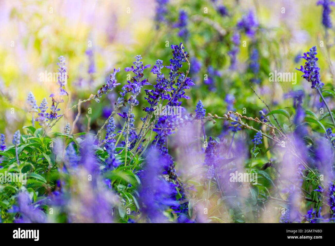 Fond de fleurs naturelles. Nature étonnante vue de fleurs violettes fleurissent dans jardin sous la lumière du soleil au milieu de journée d'été. Banque D'Images