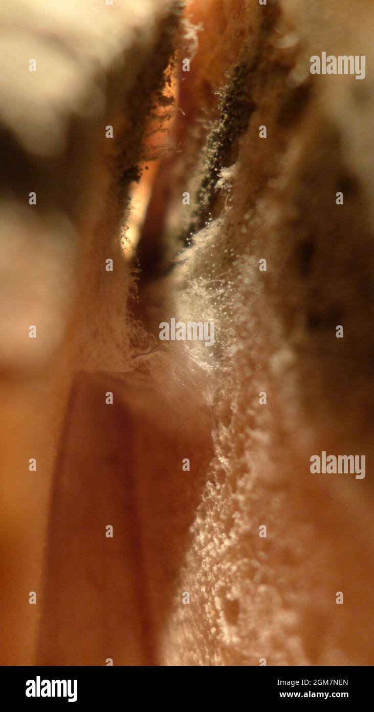 Vieux pain rassis avec du pain moldy vert moule gris mildiou Banque D'Images