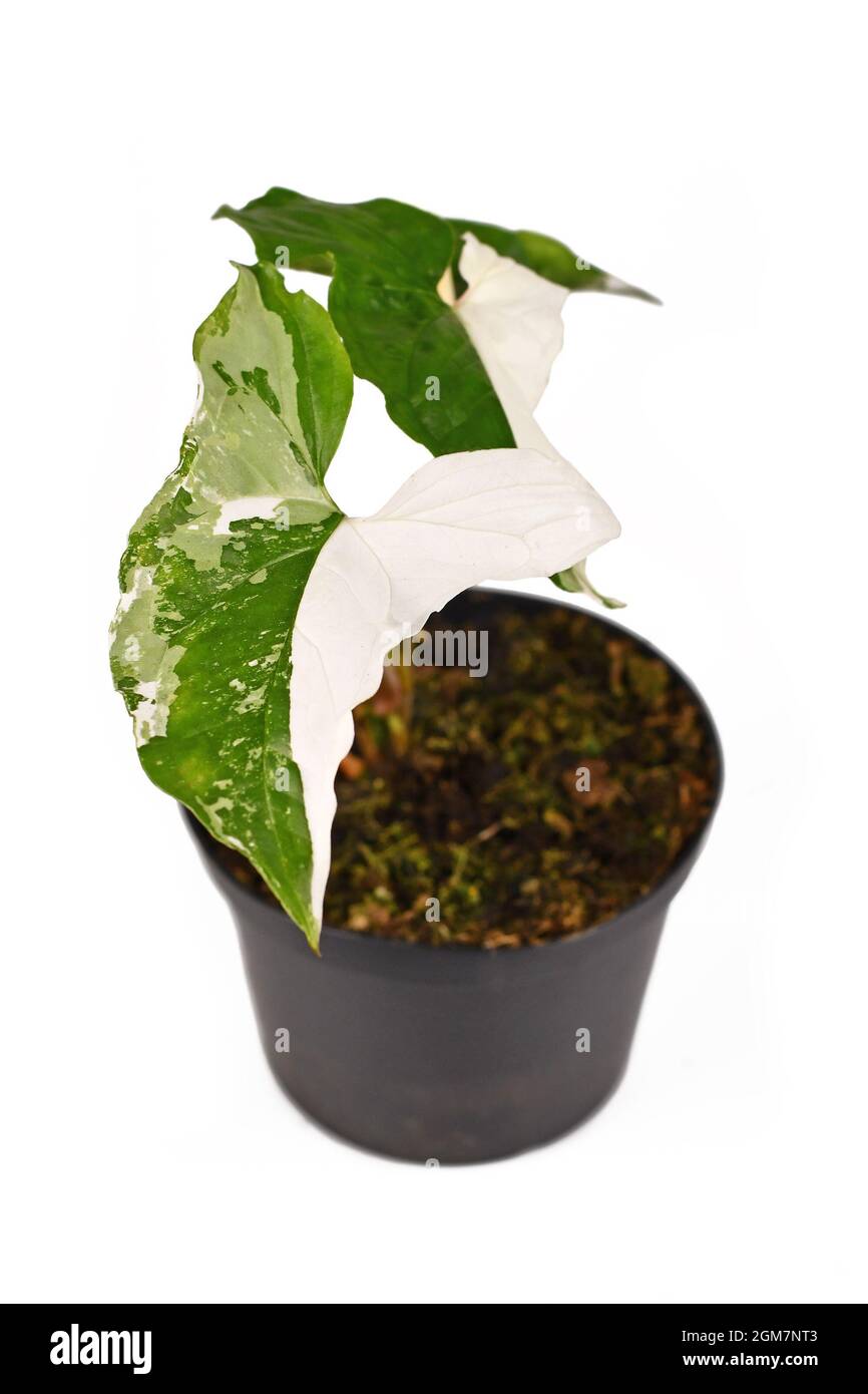 Petite maison exotique 'Syngonium Podophyllum Variegata' avec des taches blanches dans un pot de fleurs sur fond noir Banque D'Images