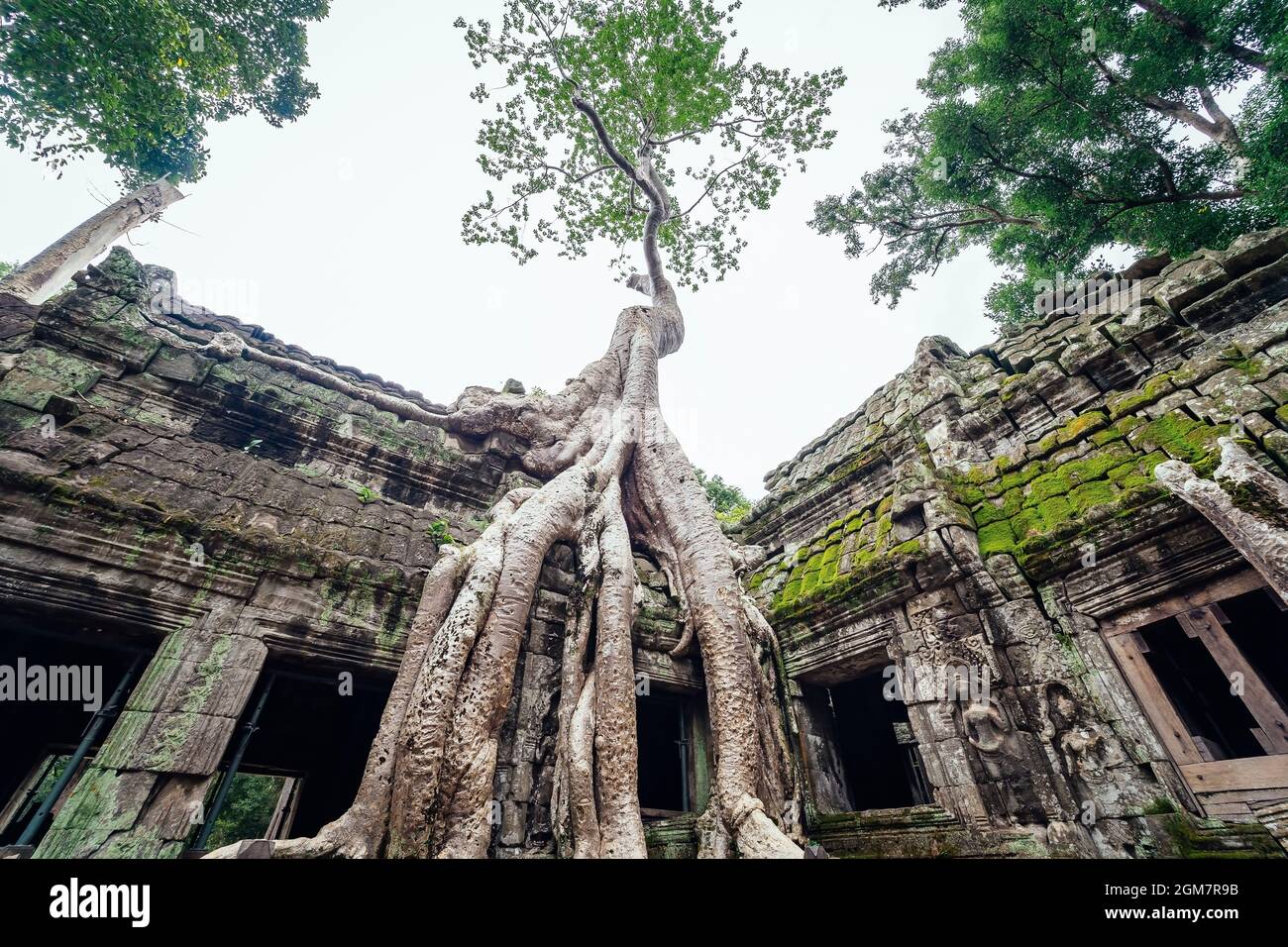 Le temple de Ta Prohm surcultivé avec des arbres. Mystérieuses ruines de Ta Prohm nichées dans la forêt tropicale d'Angkor, Siem Reap, Cambodge. Banque D'Images