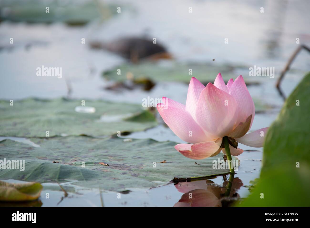 fleur rose de nénuphars et feuilles vertes dans un lac thaïlandais Banque D'Images