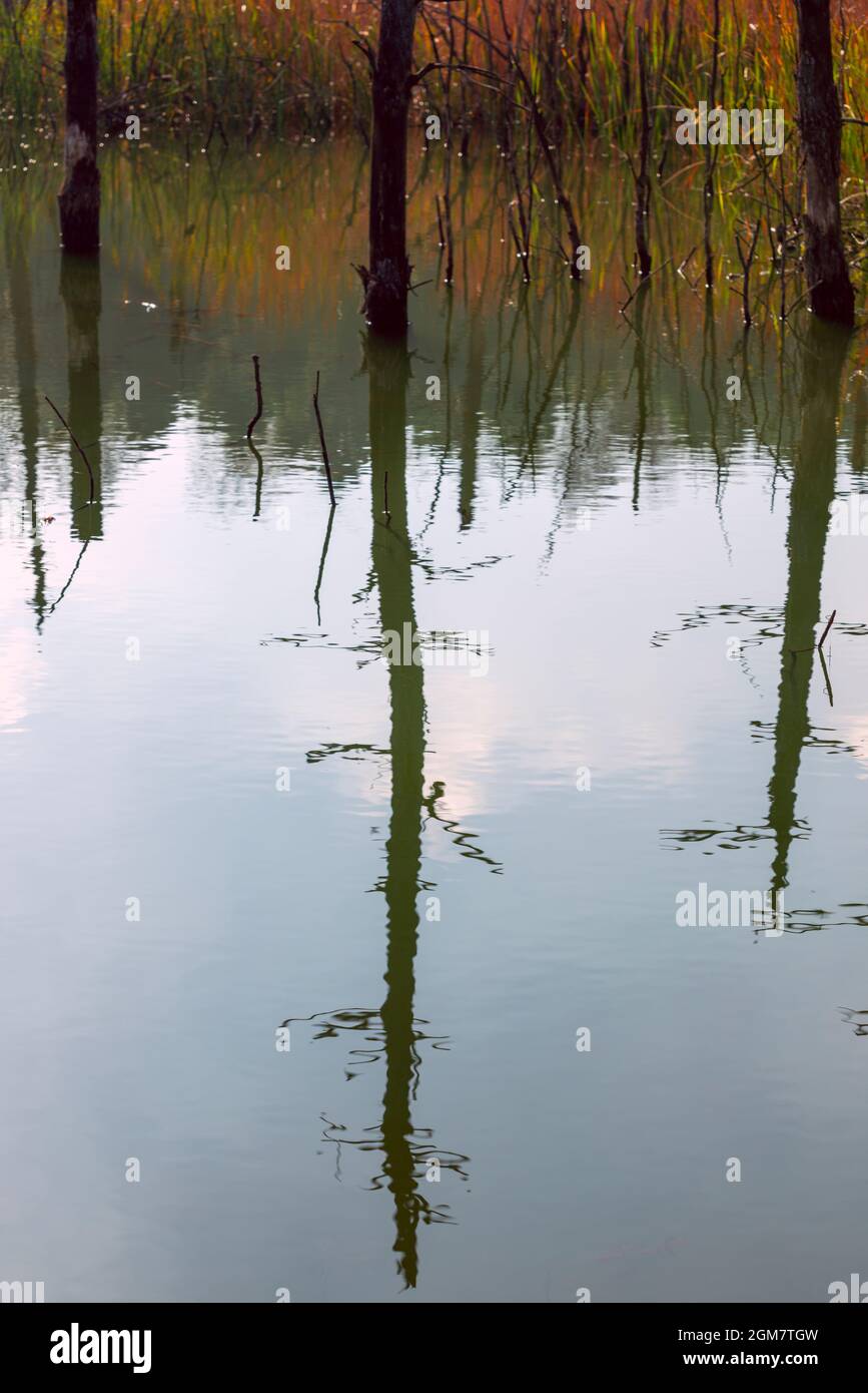 arbres reflétés dans l'eau d'un lagon sauvage Banque D'Images
