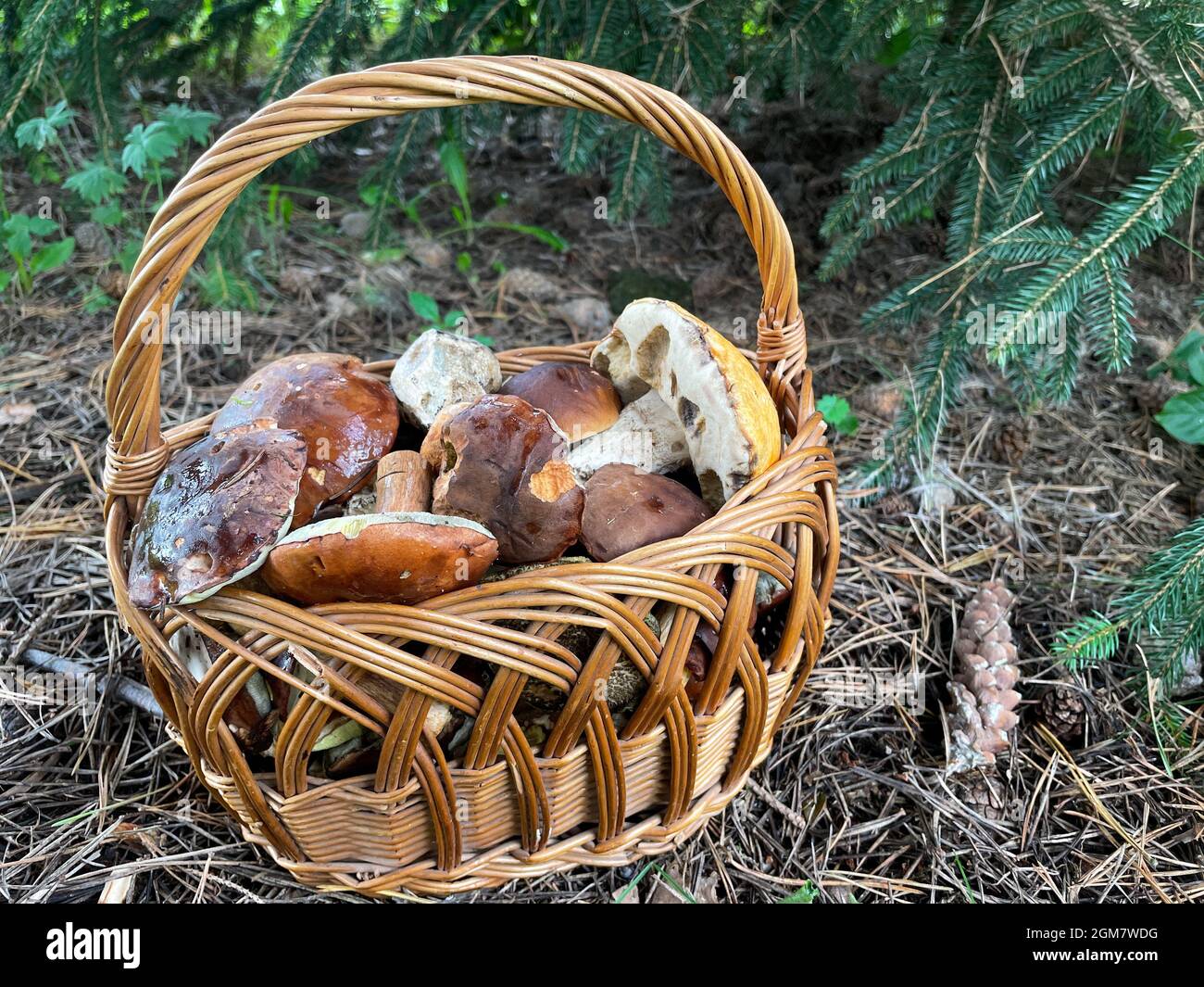 Le panier est rempli de champignons en automne Banque D'Images