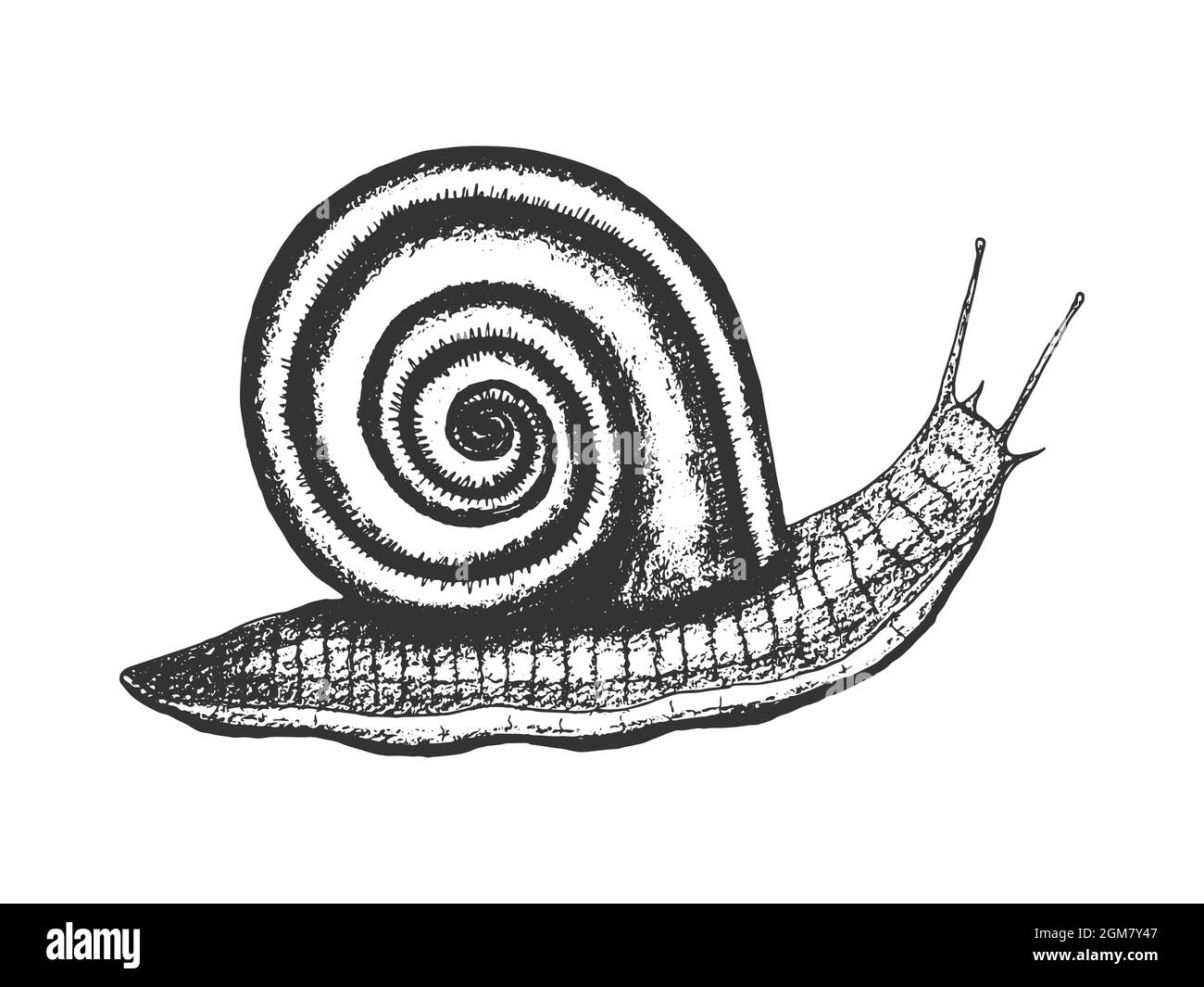 Empreinte de silhouette de dessin d'escargot à main, isolée, fond blanc. Elément de conception. Illustration vectorielle Illustration de Vecteur