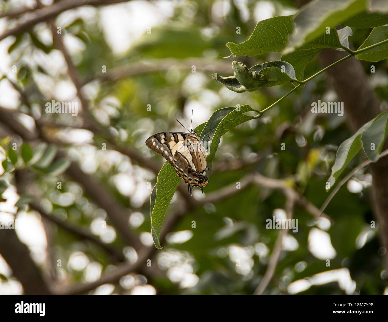 Papillon empereur australien, Polyura sempronius, reposant sur une branche avec des feuilles vertes. Jardin sur Tamborine Mountain, Queensland. Banque D'Images