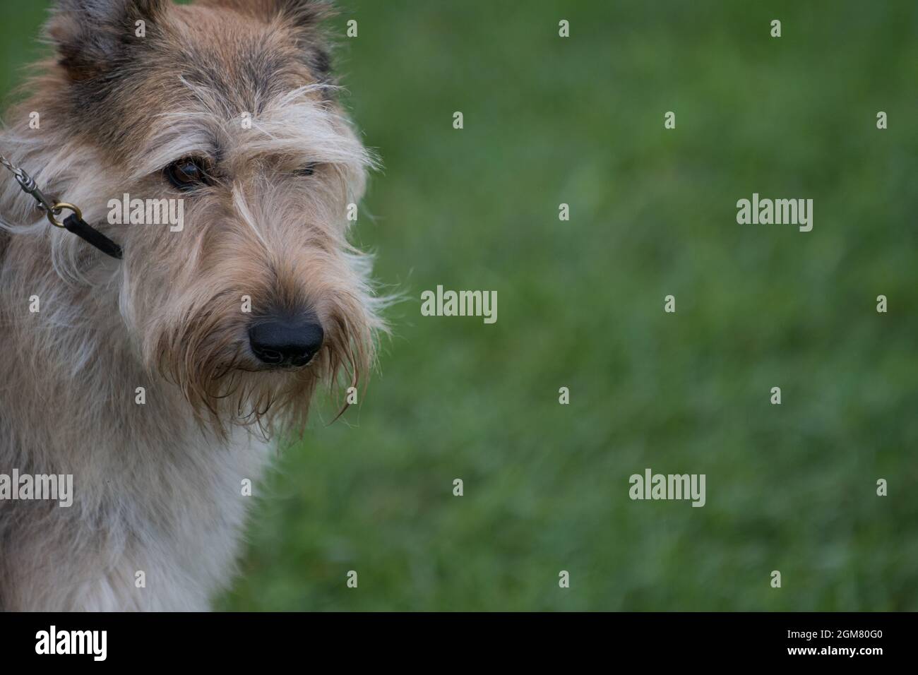 Marche en crabe au spectacle canin Banque D'Images