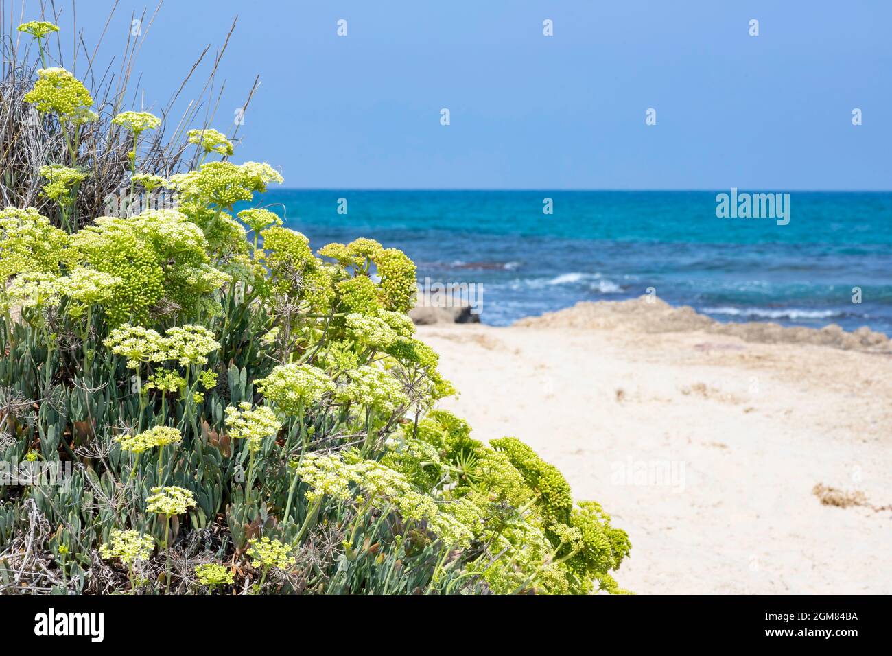 Kritmum fleurit sur les rives sablonneuses de la mer Méditerranée. Israël Banque D'Images