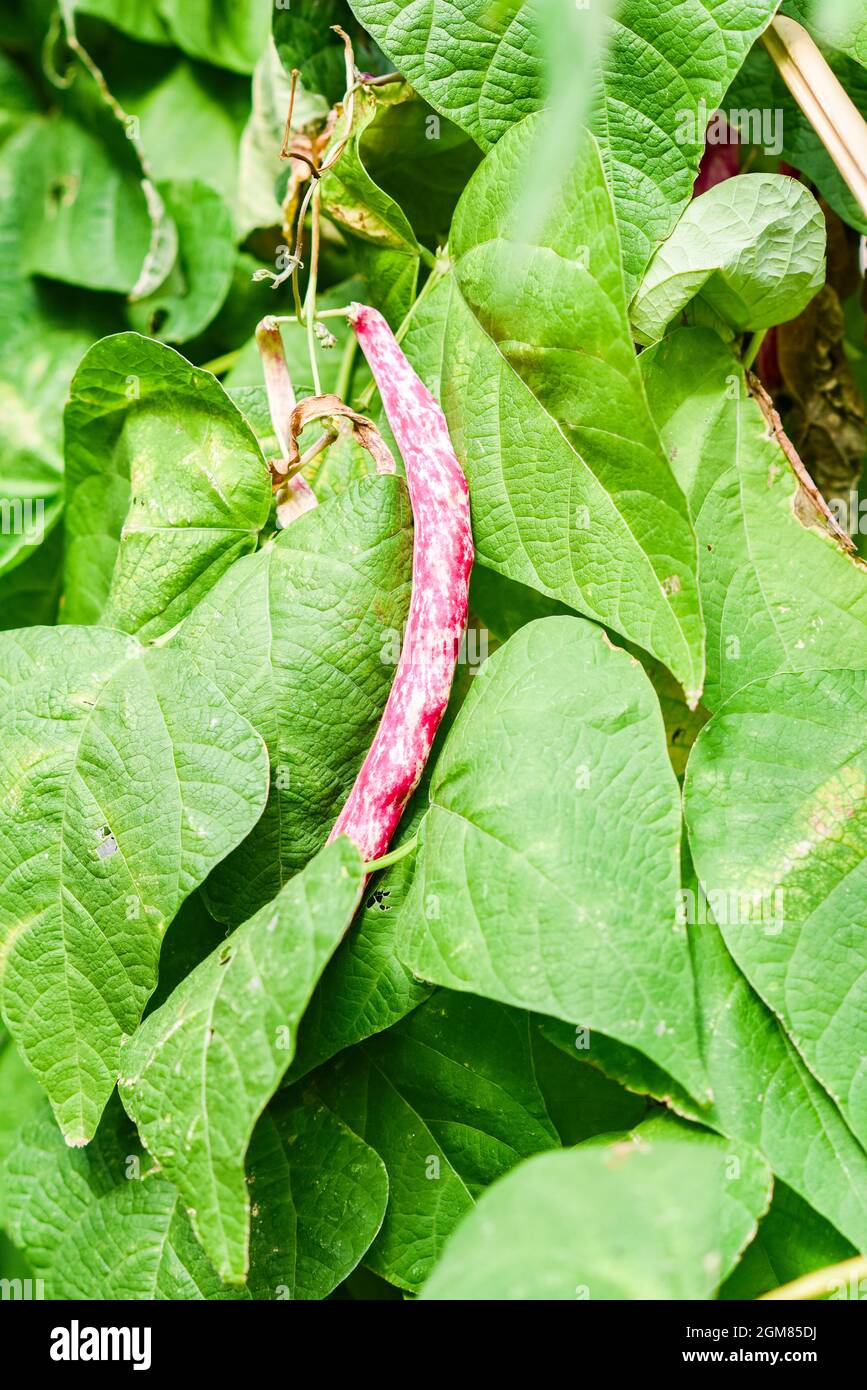 Haricot rouge poussant dans un jardin bio naturel. Mise au point sélective. Banque D'Images