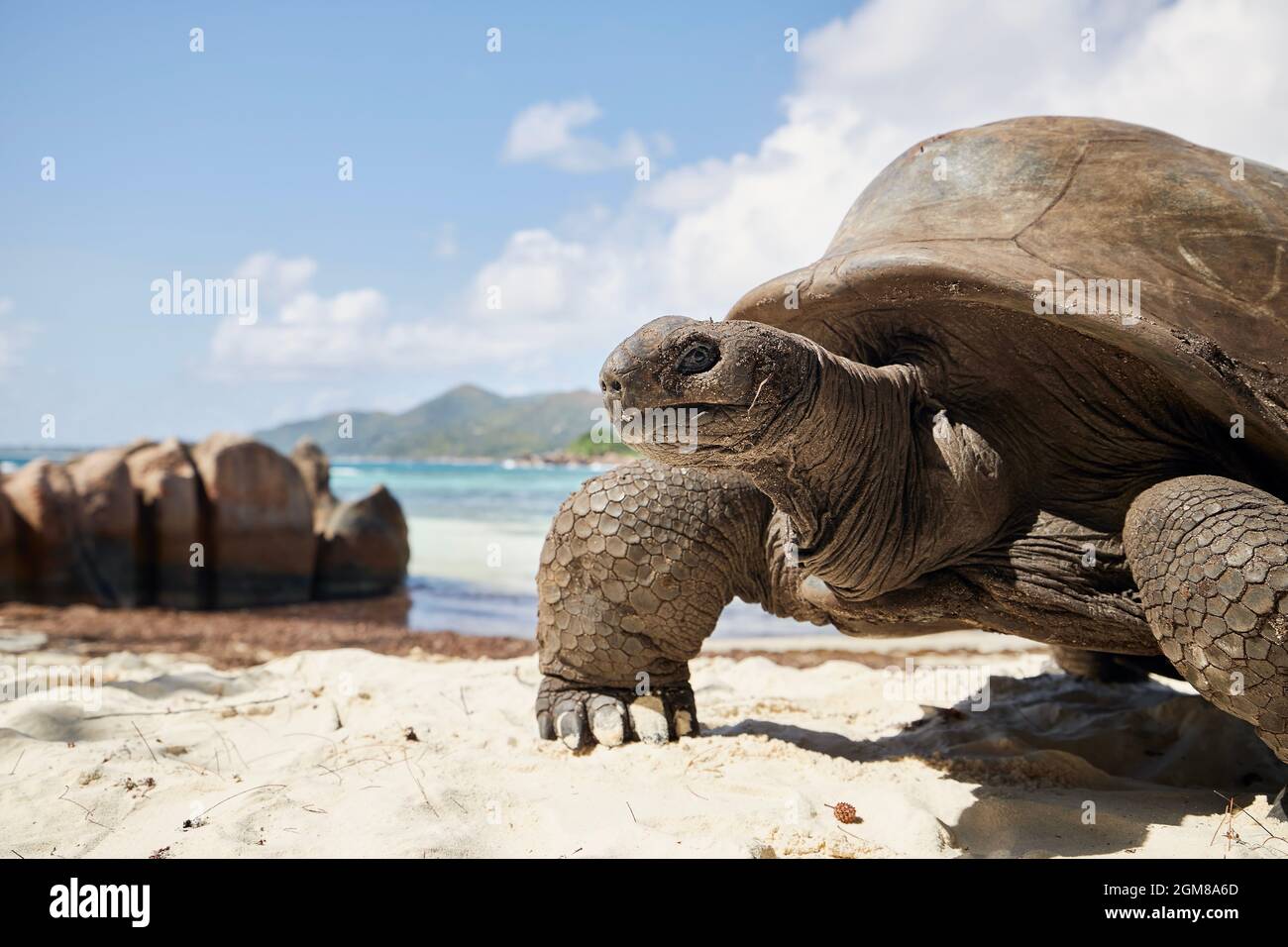 Tortue géante Aldabra sur une plage de sable. Vue rapprochée de la tortue contre le paysage marin aux Seychelles. Banque D'Images
