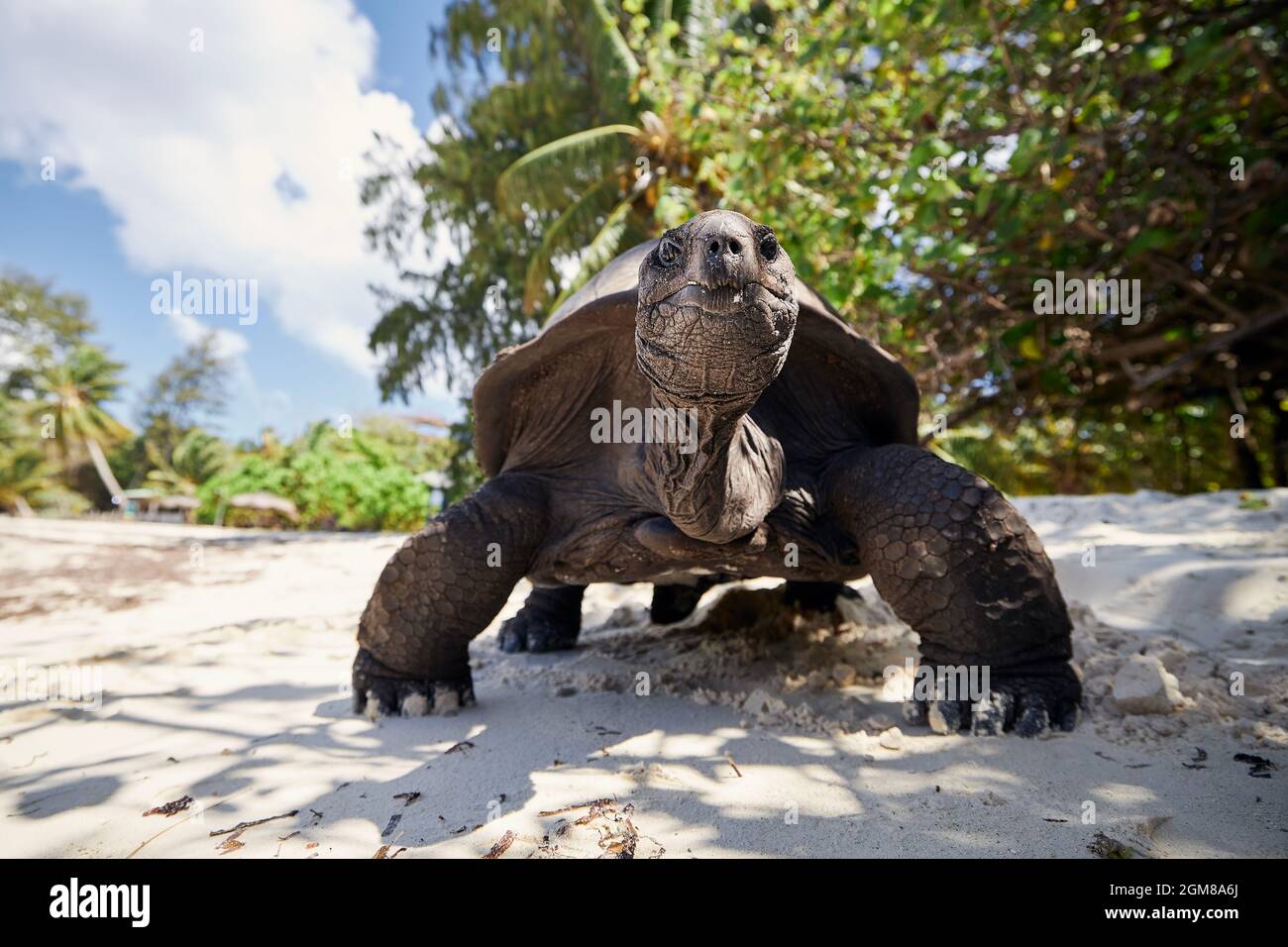Tortue géante Aldabra sur une plage de sable. Vue rapprochée de la tortue aux Seychelles. Banque D'Images