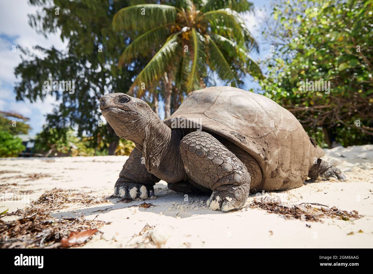 Tortue géante Aldabra sur une plage de sable. Vue rapprochée de la tortue aux Seychelles. Banque D'Images