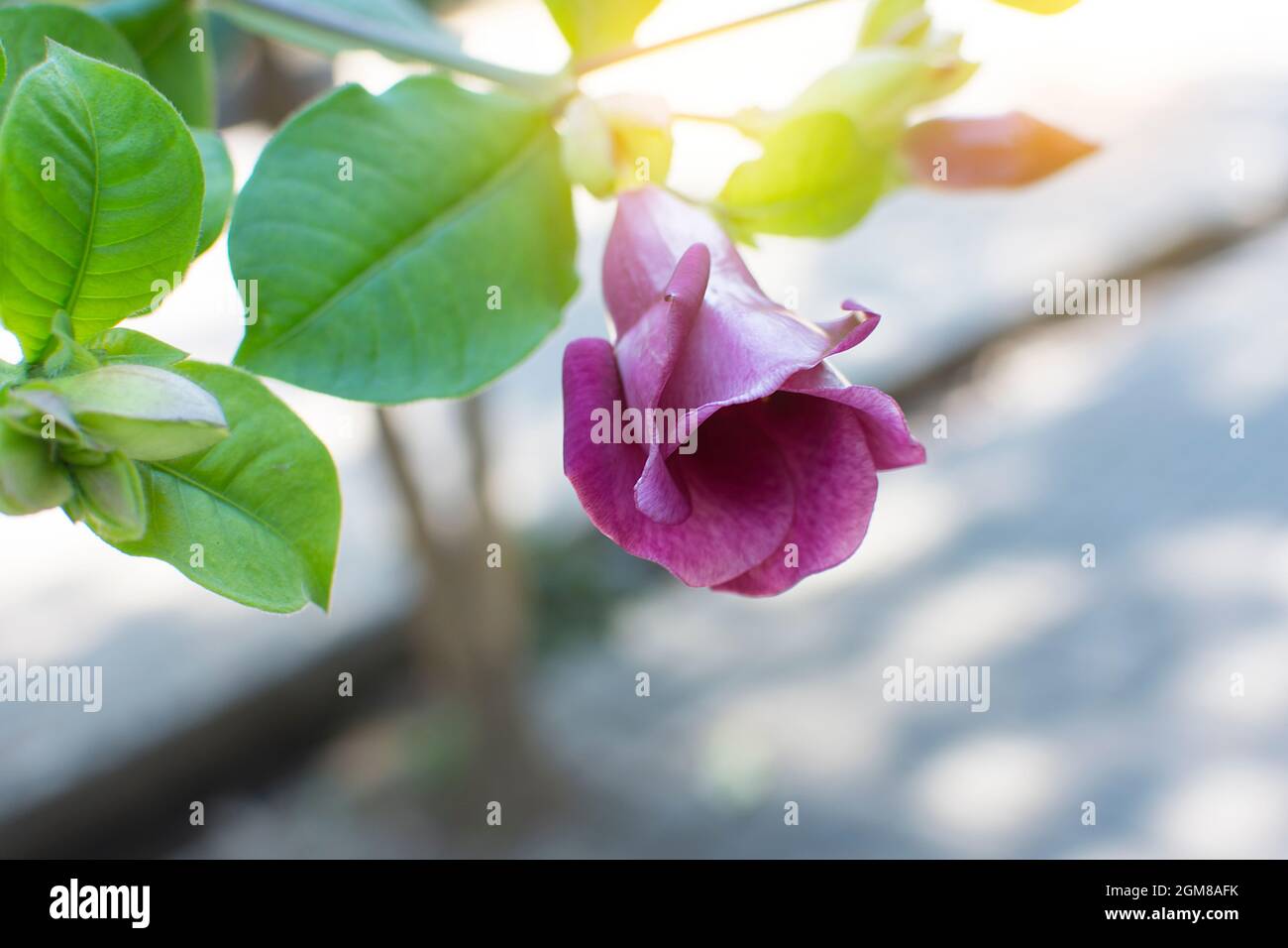 Allamanda blanchetii fleur à la lumière douce. Banque D'Images