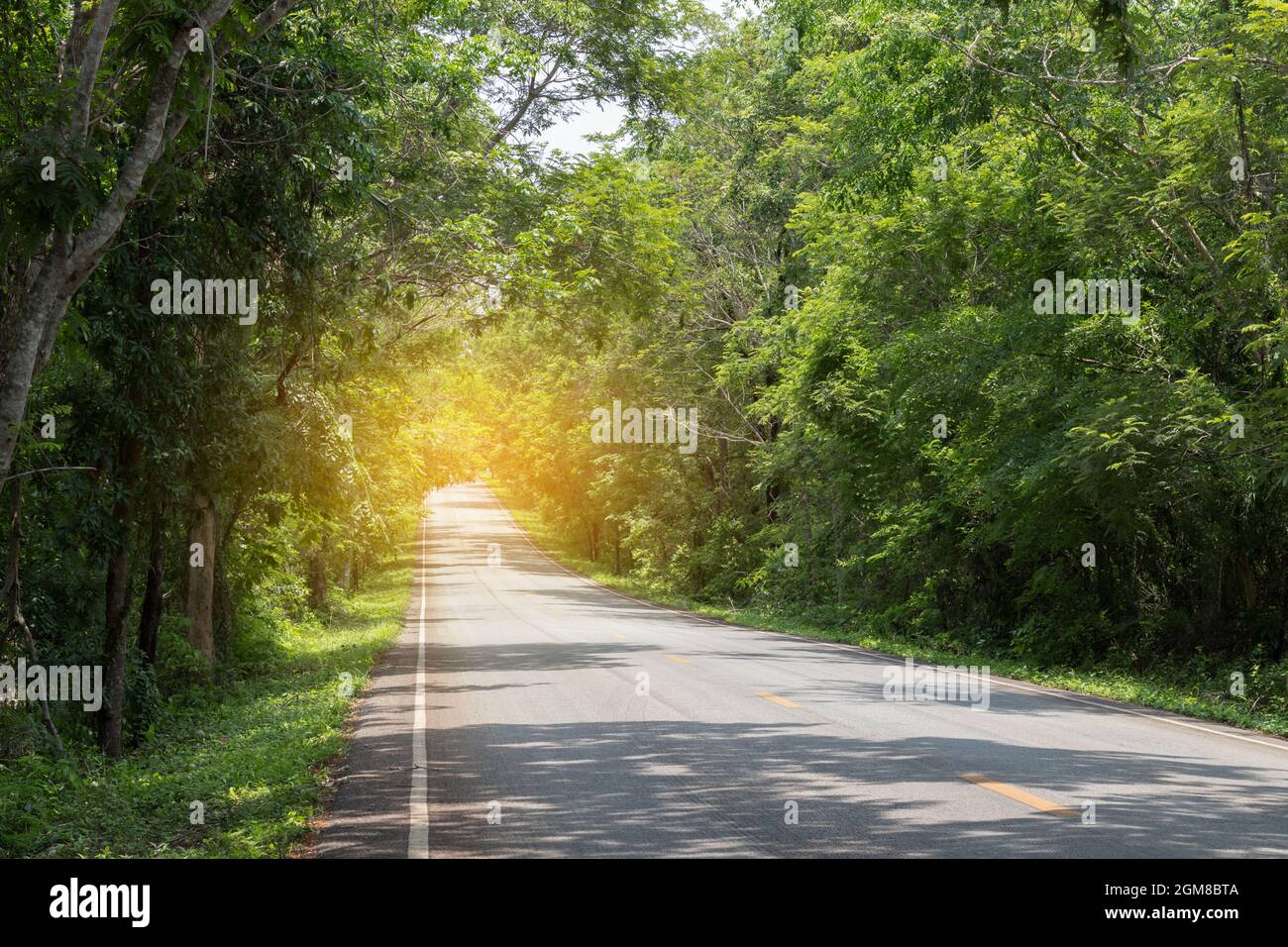 Route avec des arbres verts et des arbres penants sur la route. Banque D'Images