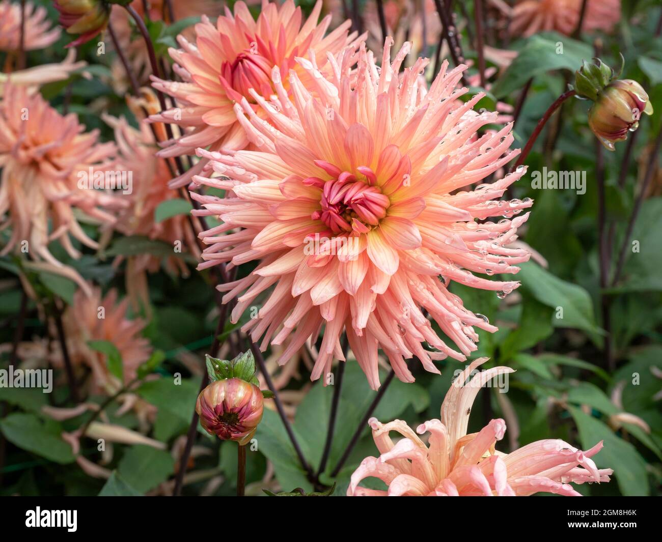 Belles fleurs et bourgeons semi cactus Dahlia, variété surprise Banque D'Images